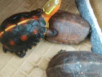 靴脚陆龟:水龟半水龟陆龟，的区分方式？
