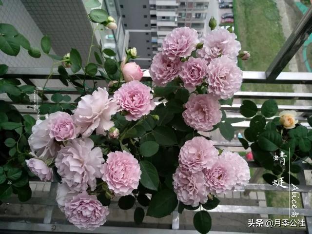 月季花的栽培与繁殖:月季花在枝条上用土怎么生根？