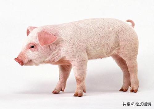 康熙宠物诊疗室1:以前皇帝的寵物都誰管理？