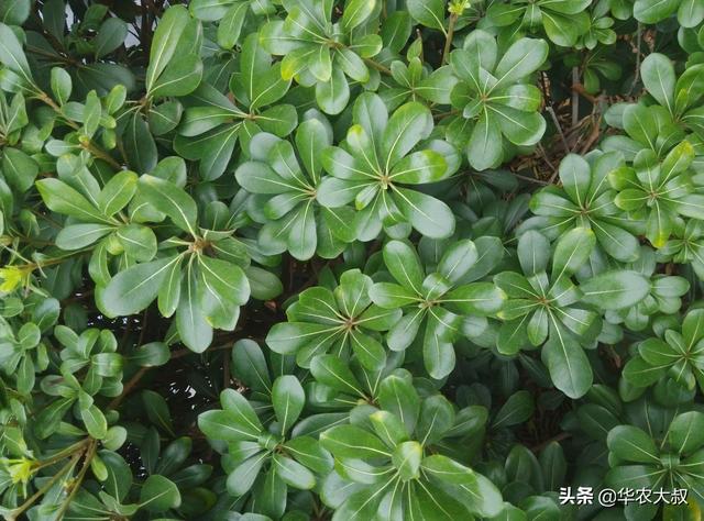 绿篱植物:农村庭院种植哪些绿化植物好看又实用？