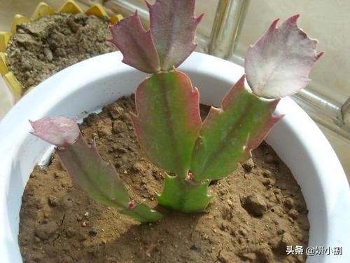 石蒜科的换锦花:君子兰开花用什么肥料催花？