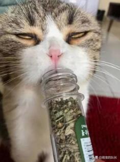 给猫猫吸的猫薄荷是什么:猫草和猫薄荷是干嘛用的？有必要给猫吃么？ 猫吸猫薄荷是什么感觉