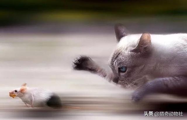 猫捉老鼠酷跑:猫抓到老鼠后，不是直接吃掉，而是玩耍，为什么老鼠不敢跑呢？ 猫捉老鼠超级玛丽版视频