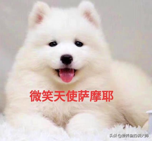 萨摩怎么喂狗粮:萨摩吃什么可以改善毛色？