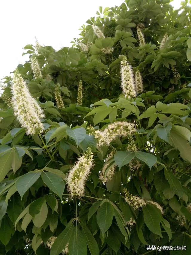 巴豆科植物有哪些:七叶树科植物都有那些属？