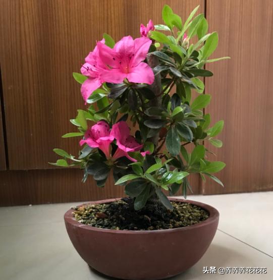 杜鹃花的养殖方法和注意事项,杜鹃花怎么养护才能爆盆？