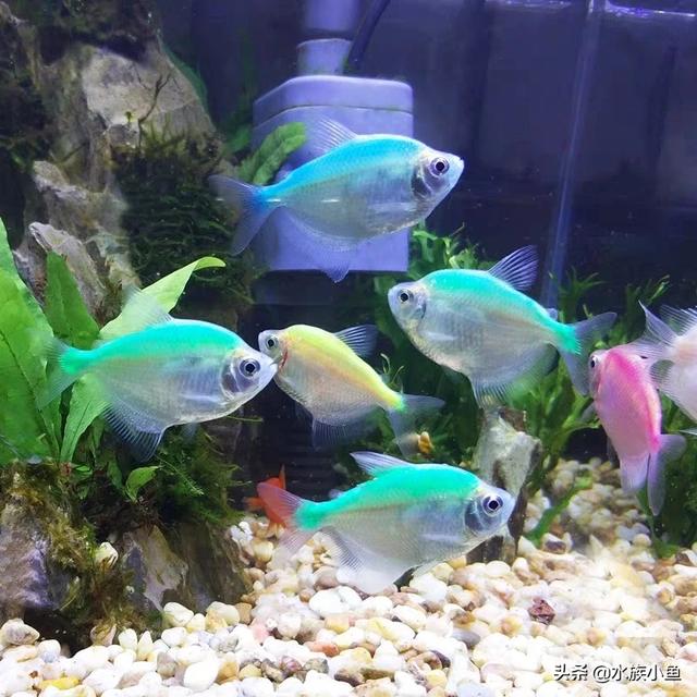 水族繁殖:哪些热带鱼是通过产籽繁衍的？