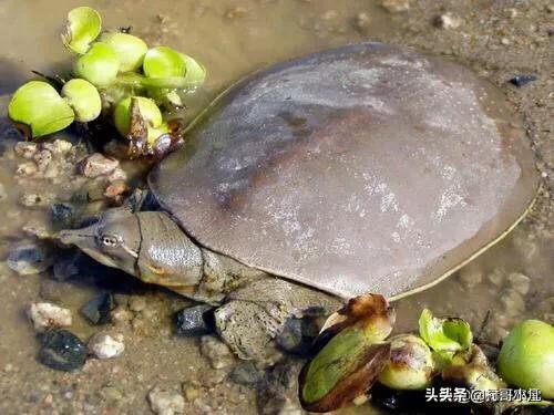 陕西蒲城细狗逮兔:在农村，俗语“上山兔子下山鸡，离水甲鱼莫去追”，啥意思？