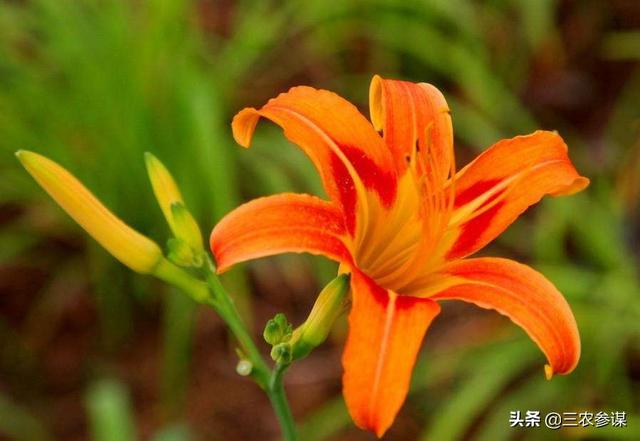 忘忧草黄花菜:再不快点黄花菜都凉了，为什么都说黄花菜，干嘛不说大白菜