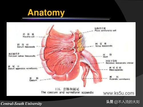 黑死病怎么消失的:有哪些疾病是在古代很严重但在现代却可以轻松治愈的