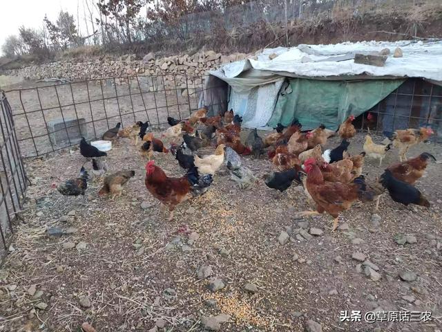 豹猫多少钱:大理石纹路豹猫价格是多少？ 纯种豹猫多少人民币