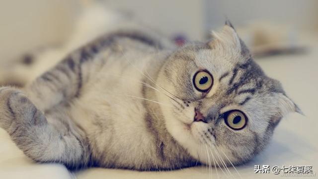 wdj推荐的天然猫粮:如何为猫咪选择优质的干饲料？ wdj猫粮推荐