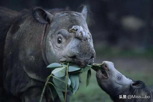 克罗斯河大猩猩:你觉得世界上最珍贵的动物是什么