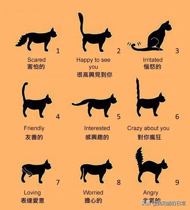 .日本截尾猫:尾巴折过来的猫是麒麟尾猫吗？
