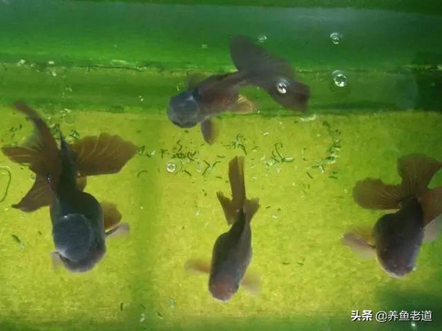观赏鱼的图片:买回来的兰寿金鱼才几天，一个个东倒西歪的怎么回事？ 观赏鱼的图片及价格