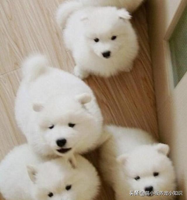 弓背犬太瘦怎么办:2个月的萨摩太瘦了，怎么办？