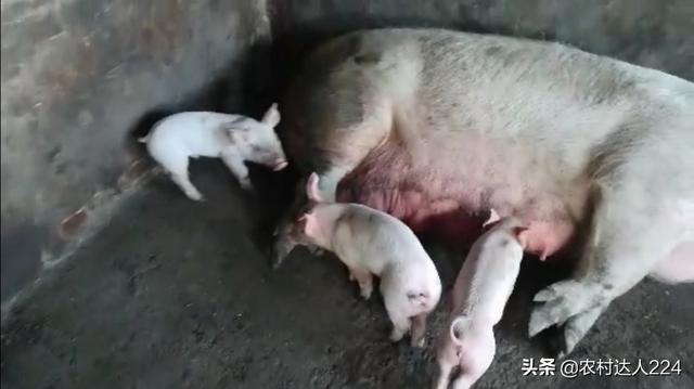 猪的细小病毒症状:母猪得了病毒还能受孕吗？