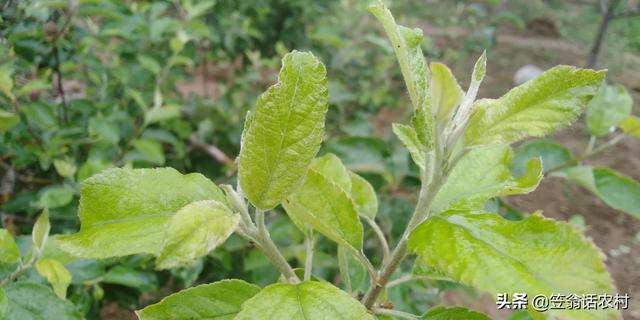 苹果树7月份能剪吗？