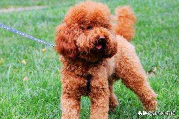 两个月的巴吉度犬图片:2个月泰迪怎么养？新手养泰迪要注意什么？