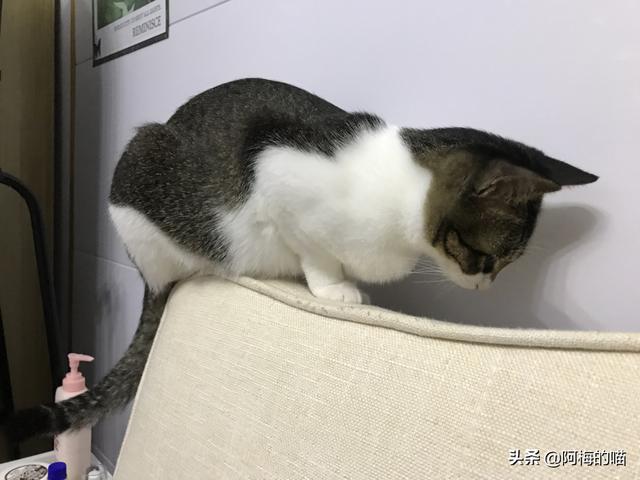 养猫好吗:猫咪该不该绝育？猫咪绝育的弊端有哪些？