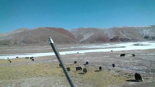 可可西里简介:可可西里无人区到底有多可怕？为什么被誉为人类生命的“禁区”？