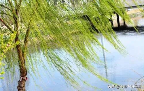 杨柳之:摄影如何表现“灼灼状桃花之鲜，依依尽杨柳之貌。”的意境？