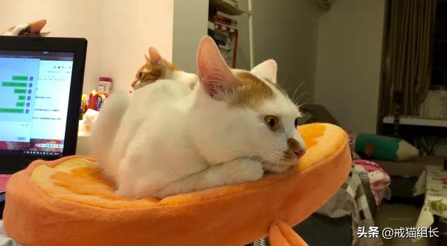 猫咪不乖by:猫咪好像不开心，怎么办？