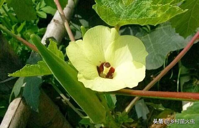 透红小丑红肚葵:锦葵、蜀葵、秋葵三种植物怎么区分？