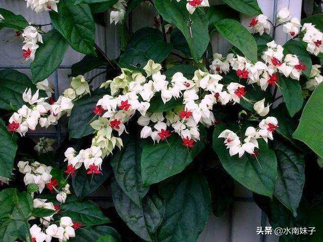 园林植物龙吐珠图片:在北方的冬季，如何养护龙吐珠？能否换盆？