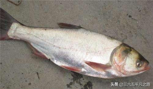 裸斑鱼到底好不好吃，你认为黑龙江省最好吃的鱼是什么鱼？