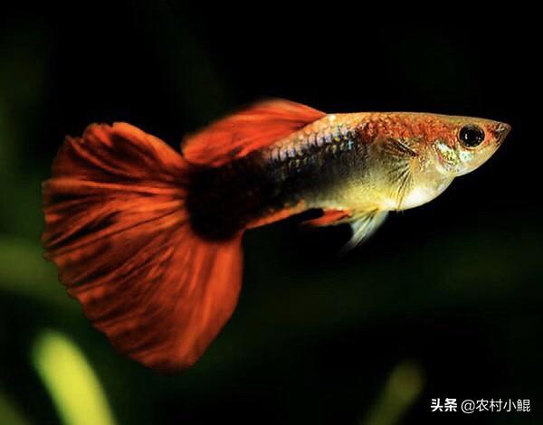 中国宠物俱乐部观赏鱼:个人养殖什么观赏鱼能赚钱？