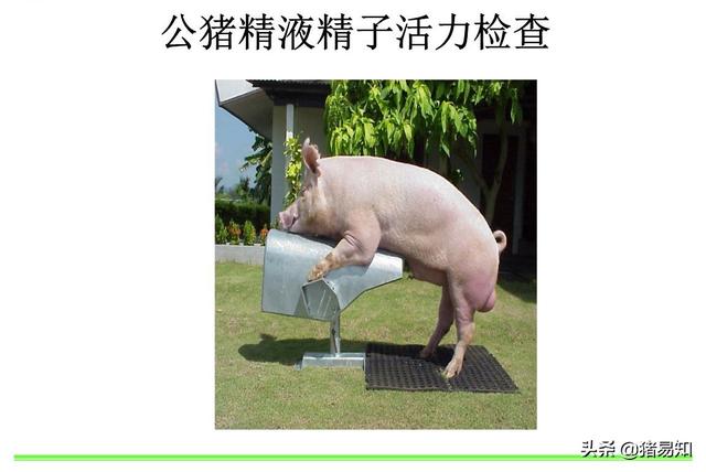 磺胺间甲氧嘧啶钠拌料用量:磺胺间甲氧嘧啶钠怎样拌料 山羊腐蹄病怎么治？实战经验来教你？