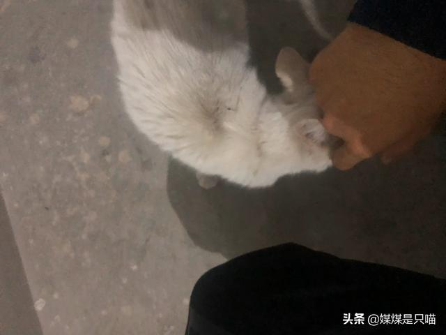 猫咪耳螨_家里的猫咪得了耳螨，用什么药好一点