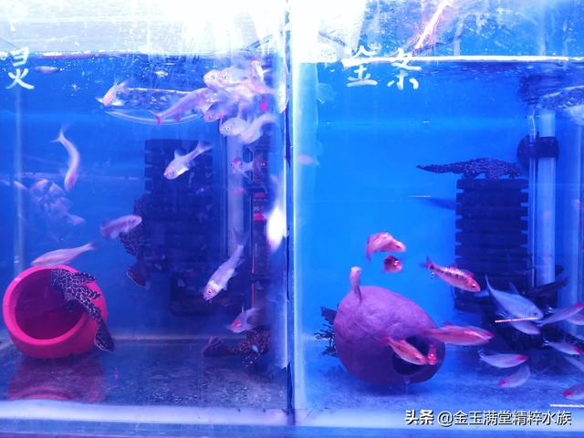 多彩鹦鹉设计素材:宝蓝迷你鹦鹉背景纸选什么颜色好？