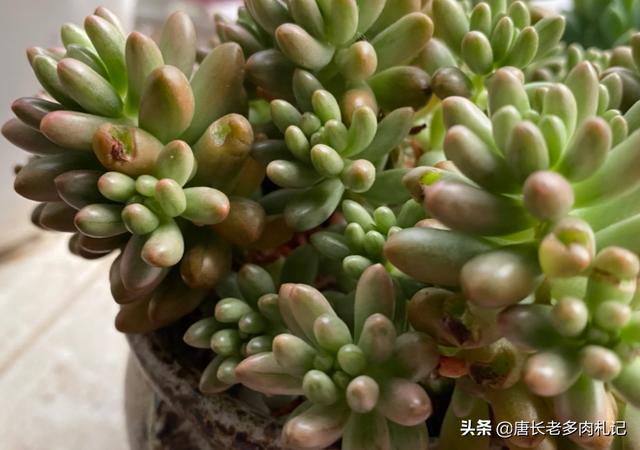牙签鸟的新窝:多肉叶片上出现孔洞是怎么回事？