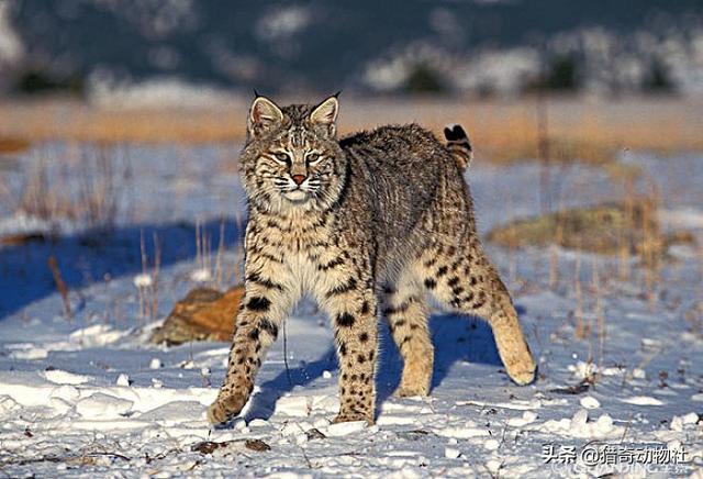 短尾猫 马来西亚:美国短尾猫打的过狞猫吗？