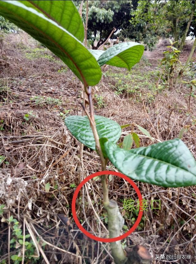 油茶树嫁接(油茶树嫁接品种好还是不嫁接好)