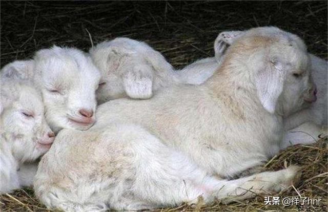 一月龄的羔子疯颠满圈跑是什么病怎么办