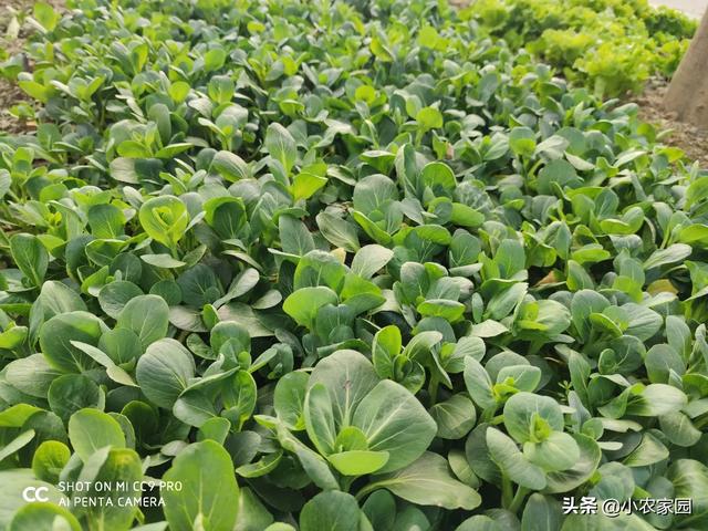 你最喜欢吃什么青菜？能否说说做法？