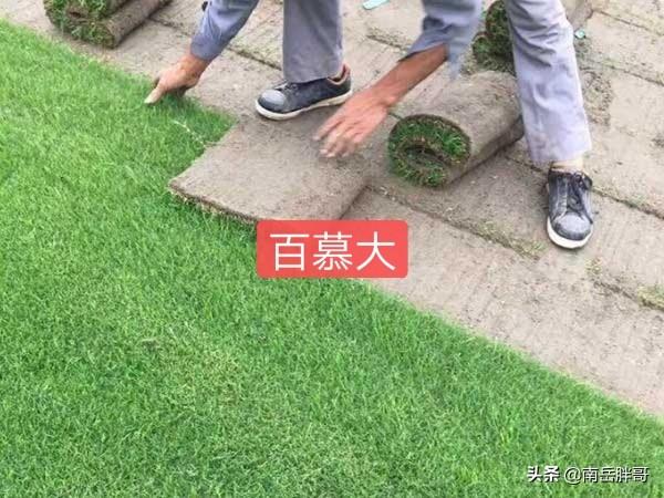 养羊种植什么牧草好:回河南老家搞养羊，种植燕麦做饲草怎么样？应该怎么做？