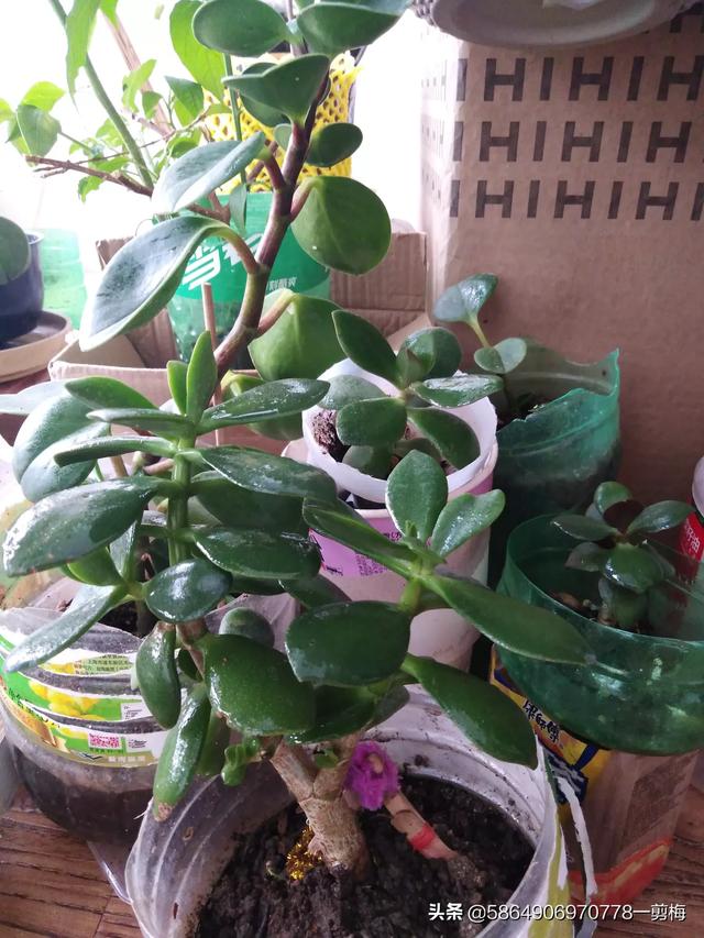 玉树养成盆景的几个技巧，为什么有人养在室内就容易挂掉呢？插图17