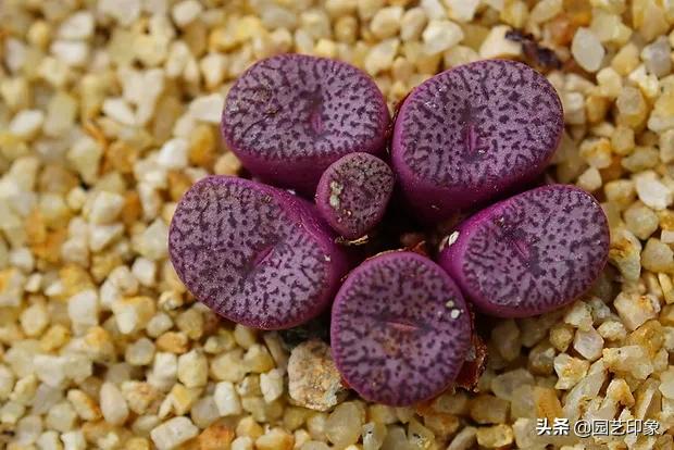 肉锥花属图谱:新入手了多肉植物口笛，应该怎么养护？