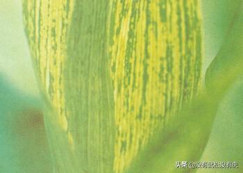 玉米地蚜虫怎么防治:玉米在什么时期防治蚜虫效果最好？