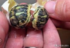 赫曼豹龟好养吗:豹龟和赫曼哪个好养 肯尼亚豹龟怎么养，豹龟好不好养的？