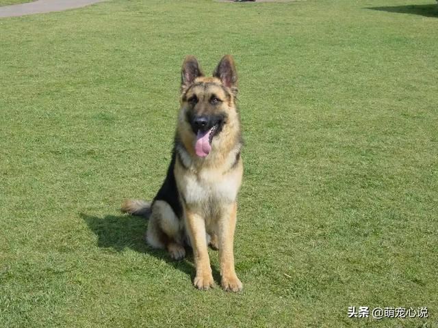 狗项圈中型犬:急，狗狗2个月大，上狗圈对狗狗好不好？