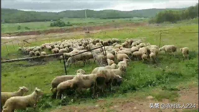 磺胺间甲氧嘧啶钠犊牛用量:五十斤小猪脑炎打多少青霉素？