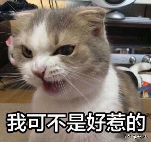 调皮的咖啡猫:2个多月大的英短蓝猫越来越淘气是怎么回事？