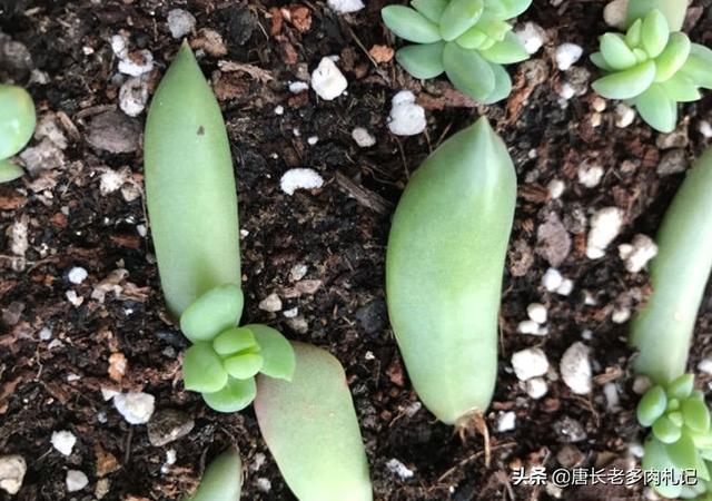 王玉珠帘多肉植物图片:我养的千佛手变黑了，叶子一碰就掉，怎么办？