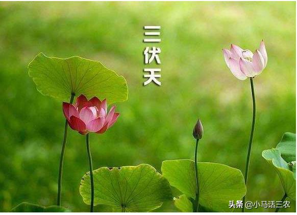 入伏从哪一天开始算起:2020年的三伏天是从哪天开始？在农村又有什么风俗习惯呢？