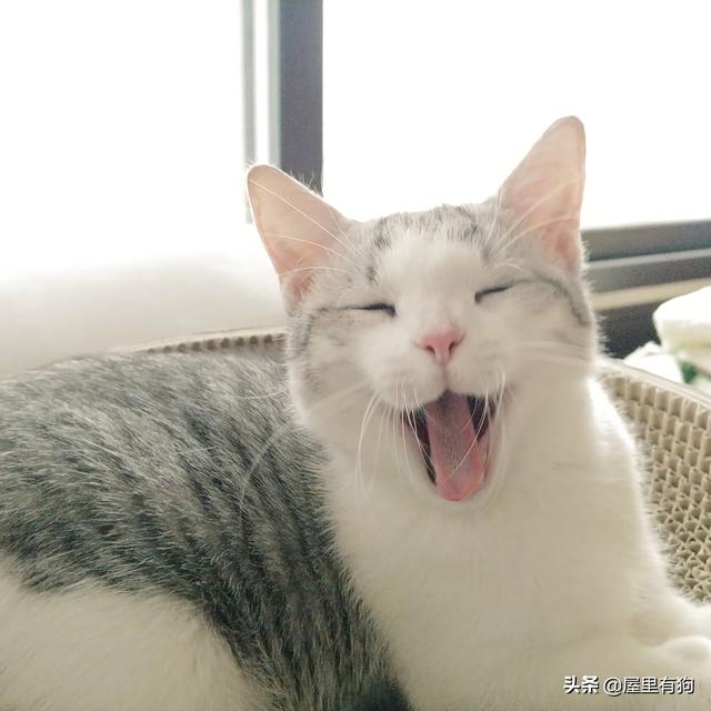 广州宠物猫托运:宠物托运的方法（狗狗猫咪怎么异地运输回家）？